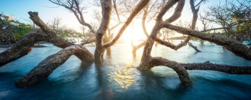 Mangrove Câ est les pieds dans lâ eau que jâ ai photographié cette mongrove quand le soleil etait tout proche de lâ horizon.